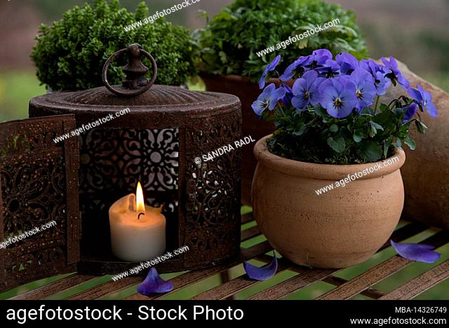 Still life, pot with blue flowering horn violets, burning candle in an old lantern