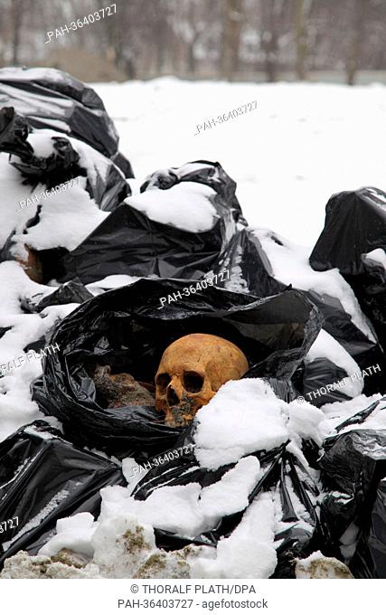 The skull of a former German inhabitant sits in the snow among black plastic bags on the construction site of a future kingergarden in Baltiysk near Kaliningrad
