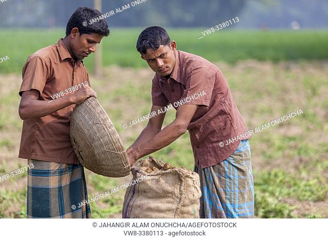 Bangladesh - November 25, 2014: 2 worker preserving lots of potato their jute bag in potato plantation field at Thakurgong, Bangladesh