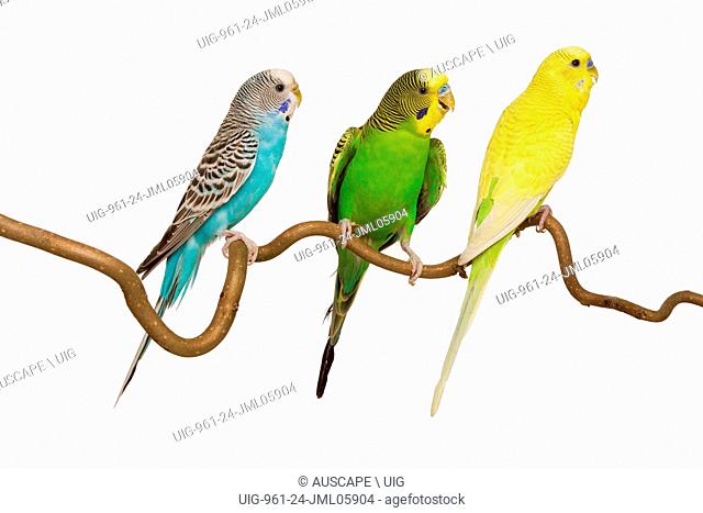 Budgerigars, Melopsittacus undulatus, three perched, studio photograph. origin, inland Australia. (Photo by: Auscape/UIG)