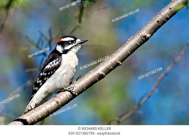 Downy Woodpecker Perched in a Tree