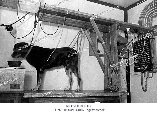 A dog set up for one of Ivan Pavlov's experiments