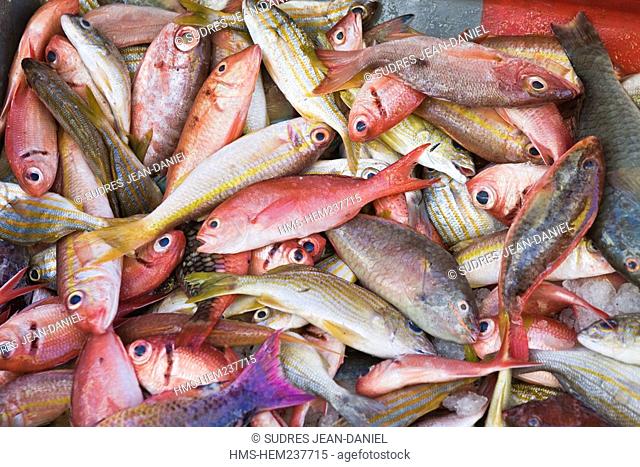 France, Martinique French West Indies, Saint Pierre, market, stall of coastal fishes caught with conical fishing basket