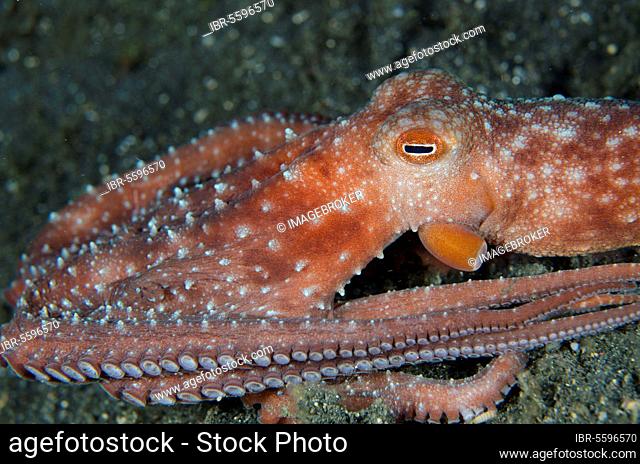 Starry night octopus (Callistoctopus luteus) adult, resting on black sand at night, Lembeh Strait, Sulawesi, Sunda Islands, Indonesia, Asia
