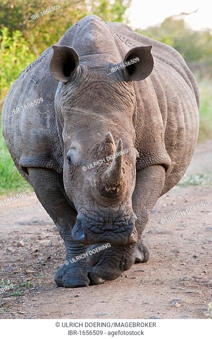 White Rhinoceros or Square-lipped rhinoceros (Ceratotherium simum), adult, Hlane Royal National Park, Swaziland, Africa