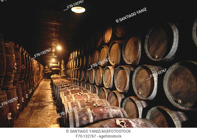 Wine cellar. Álava. Spain