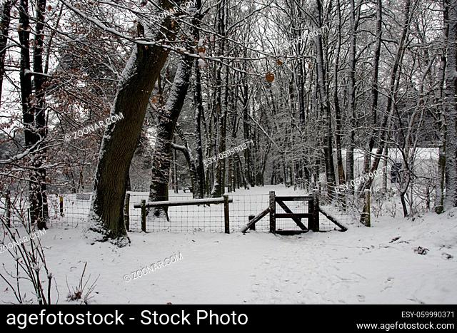sneeuw in de winter 2009 Hattem veluwe bos