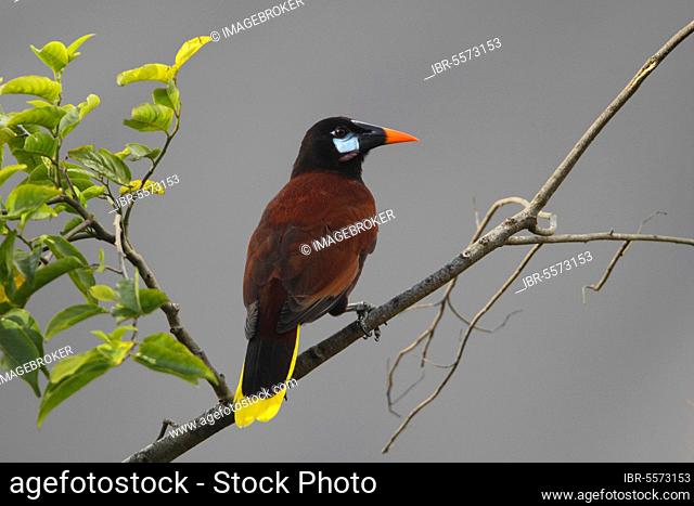 Montezuma Oropendola (Psarocolius montezuma) adult, perched on branch in tree, Costa Rica, Central America