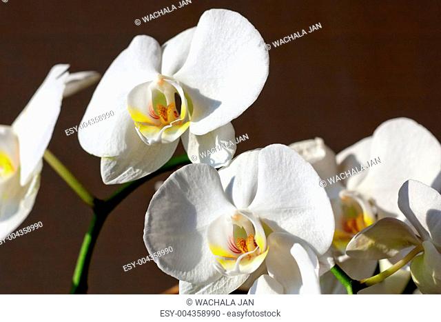 Beautiful white orchid
