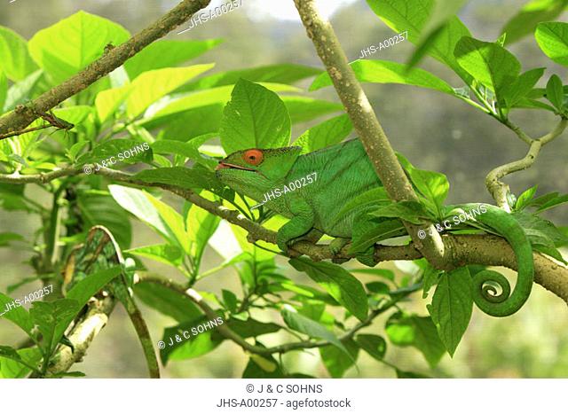 Parson's chameleon, Calumma parsonii, Madagascar, adult on tree