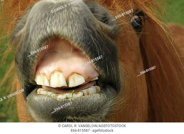 Closeup of Shetland pony's muzzle and teeth trying to eat the camera