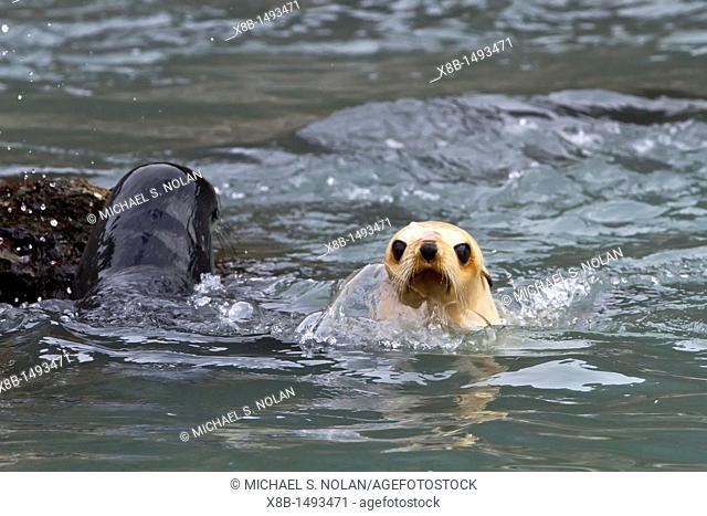 Leucistic lack of melanin, or blond Antarctic fur seal pup Arctocephalus gazella on South Georgia, Southern Ocean  MORE INFO Around 95 of the world population...