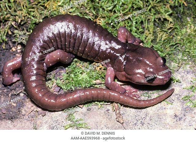 Arboreal Salamander (Aneides lugubris) CA