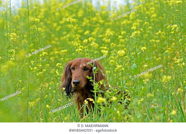 Long-haired Dachshund, Long-haired sausage dog, domestic dog (Canis lupus f. familiaris), red long-haired Dachshund sitting in a blooming mustard field, Germany