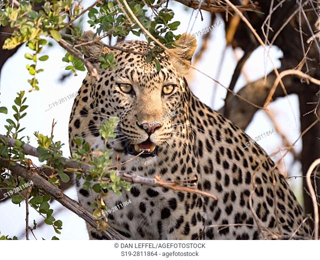 Botswana. Leopard