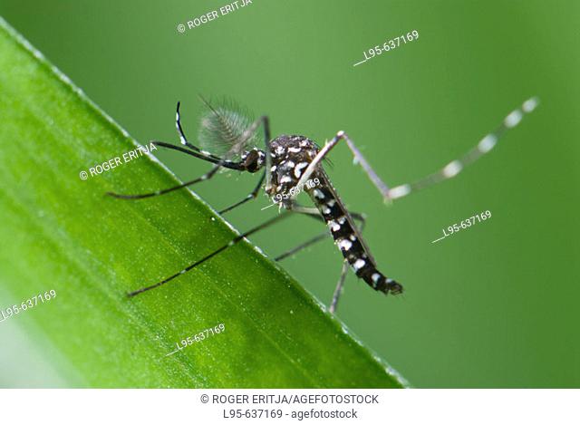 Male of the Asian Tiger Mosquito (Aedes albopictus), Spain