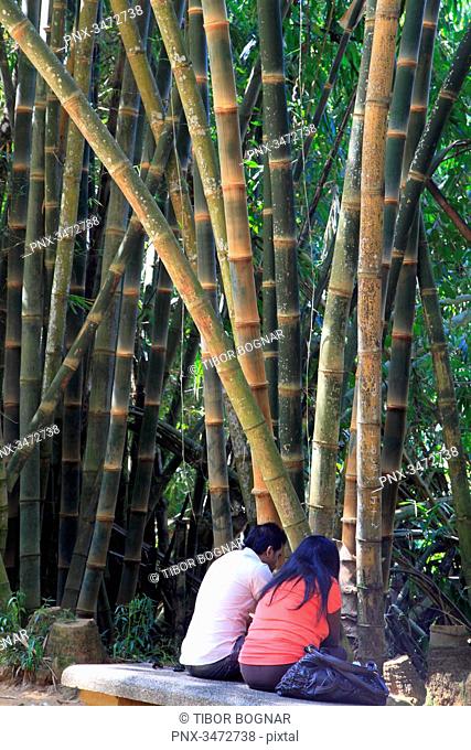 Sri Lanka, Kandy, Peradeniya Botanical Gardens, bamboo