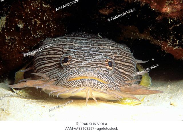 Cozumel/ Splendid Toadfish (Sanopus splendidus), endemic to Cozumel, Mexico