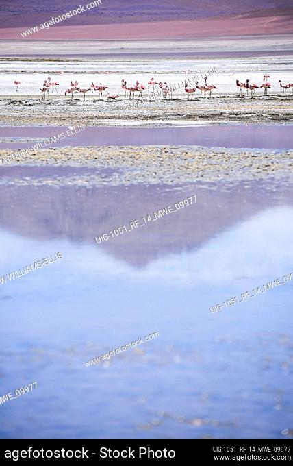 Flamingos at Laguna Hedionda, a salt lake area in the Altiplano of Bolivia