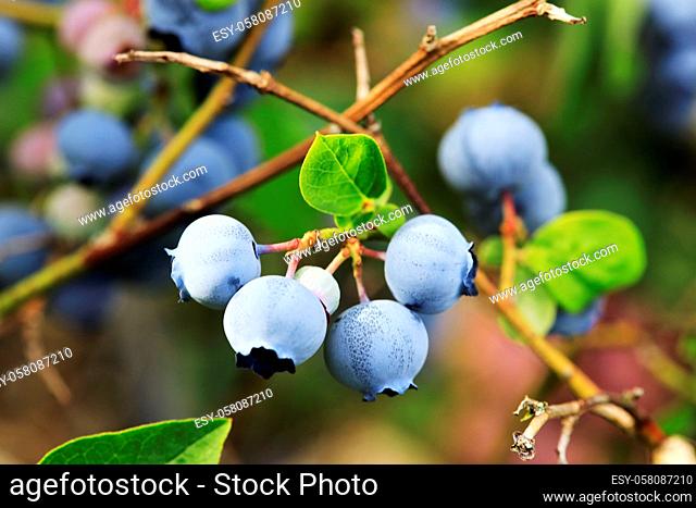 Blueberries at a branch in a garden