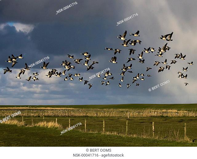 Barnacle Goose (Branta leucopsis) flock flying over meadow land in warm evening light with a dark sky and hail shower in the background, The Netherlands