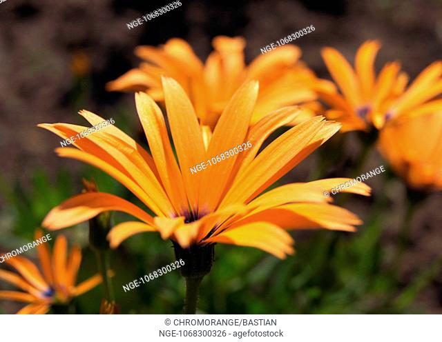 Glandular Cape marigold