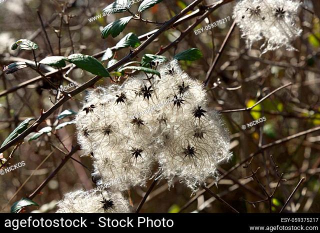 Wild Clematis flowers. Clematis Vitalba. Also known as Travellers Joy or Old Mans Beard