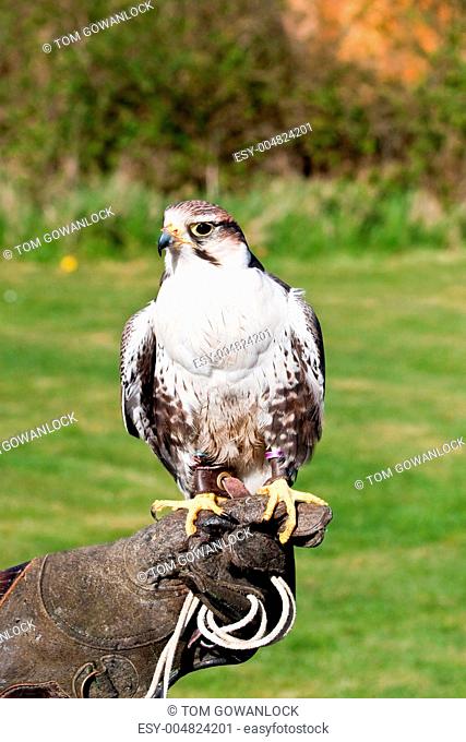lugger falcon