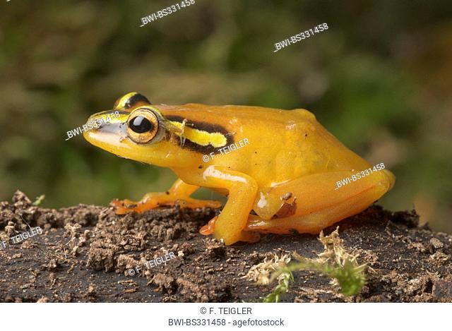African Sedge Frog (Hyperolius puncticulatus), sitting on soil