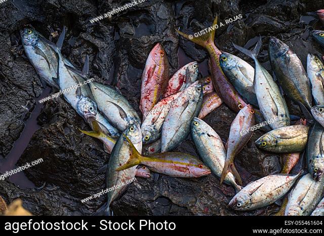 Fishing Industry los Roques Venezuela