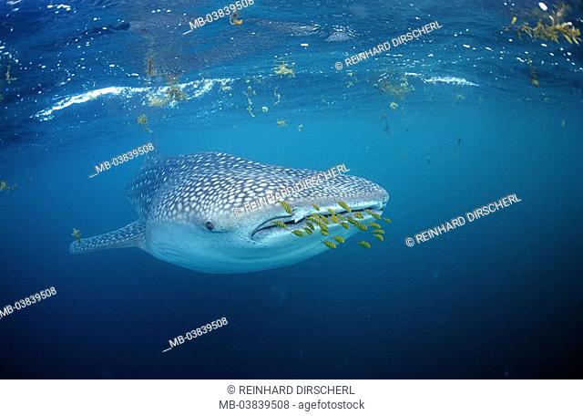Underwater reception, Walhai, Rhincodon figure, mouth, pilot fish, Series,  sea, of water, Stock Photo, Picture And Rights Managed Image. Pic.  MB-03839508 | agefotostock