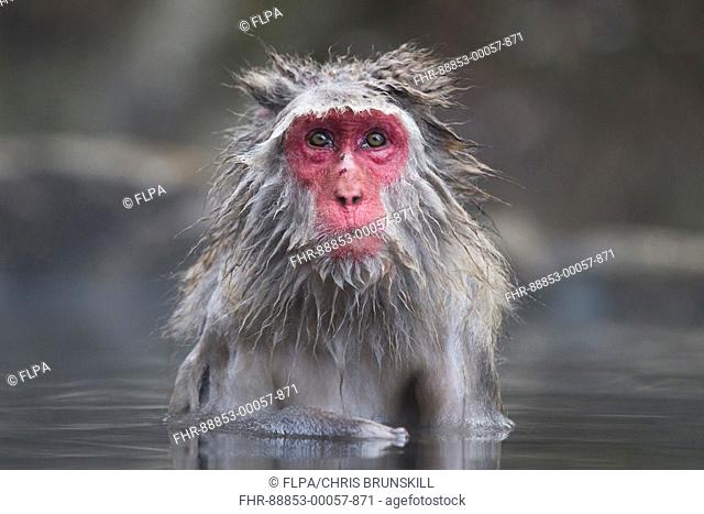 Japanese Macaque (Macaca fuscata) adult, bathing in hotspring, Jigokudani Monkey Park, Joshinetsu Kogen N.P., Yamanouchi, Nagano Prefecture, Honshu, Japan
