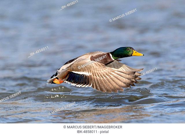 Mallard (Anas platyrhynchos), in flight above water surface, Hesse, Germany