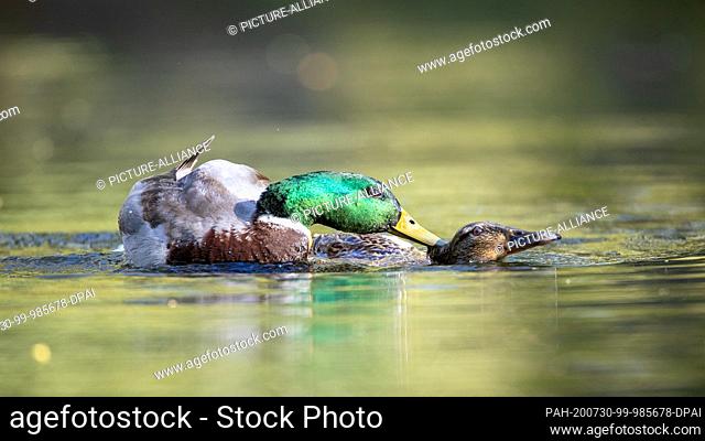 21 April 2020, Berlin: Mallards are one of the most common species of ducks. Here you can watch them mating in the Berlin Tiergarten