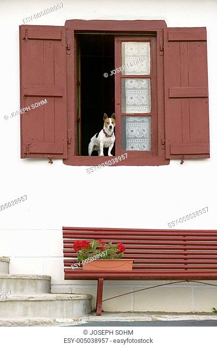A terrier dog sits in window with red shutters in Sare, France, in Basque Country on the Spanish-French border, near St. Jean de Luz, on the Cote Basque
