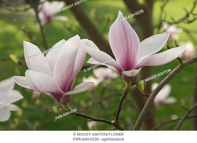 Magnolia cultivar, Magnolia, White subject