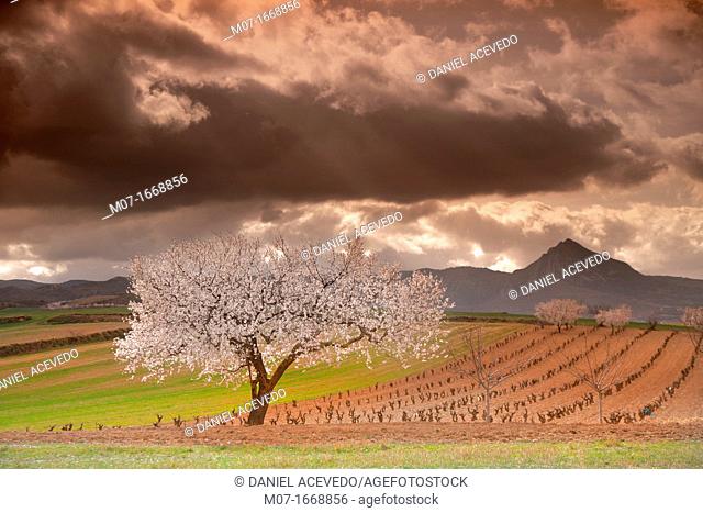 Almond trees in blossom, Laturce mountain peak. Biosfera reserve, Leza valley, Rioja wine region, Spain