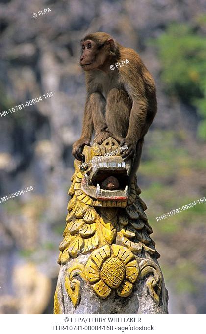 Assamese Macaque Macaca assamensis Young male on temple statue - Mae Sai, Thailand