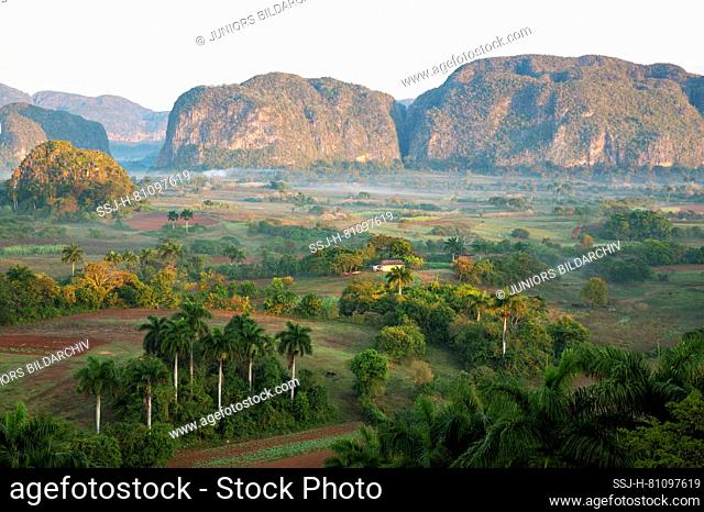 The Vinales Valley at dawn with its boulder-like hills, the unique mogotes and scattered Cuban royal palms (Roystonea regia)