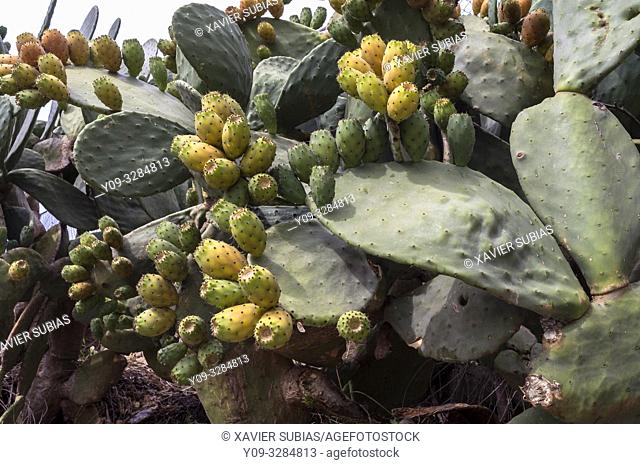 Indian fig opuntia, Sicily, Italy