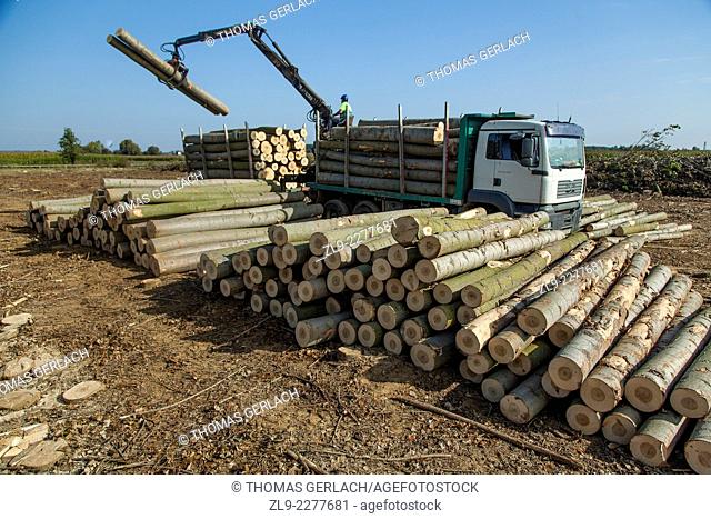 Tractor loading poplar tree trunks used for plywood manufacture onto truck for transport to factory in north of Spain