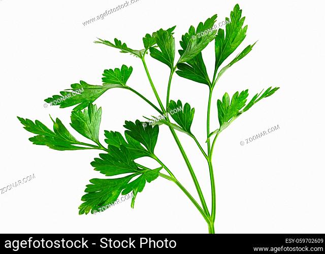 Parsley isolated on white background Clipping Path. Fresh raw herbs ingredient food