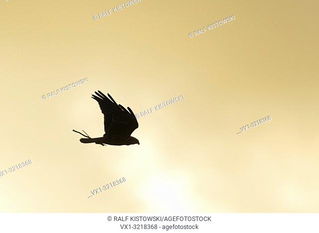Western Marsh Harrier / Rohrweihe ( Circus aeruginosus ) in flight, flying carring nesting material in its beak, silhouetted against the evening sky