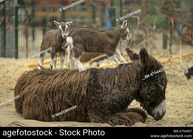Poitou Giant Donkey, Poitou Donkey, Baudet du Poitou
