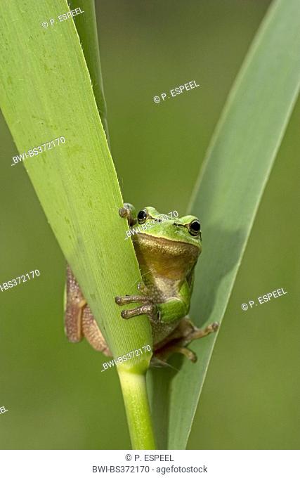 European treefrog, common treefrog, Central European treefrog (Hyla arborea), sitting at a reed stem, France