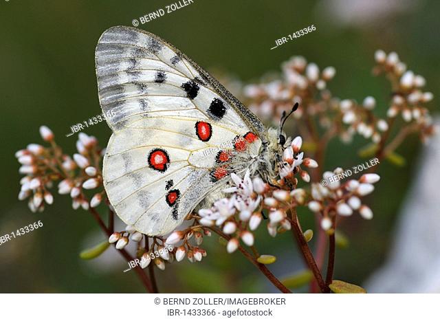 Mountain Apollo butterfly (Parnassius apollo), resting on a White Stonecrop (Sedum album), host plant of its caterpillar
