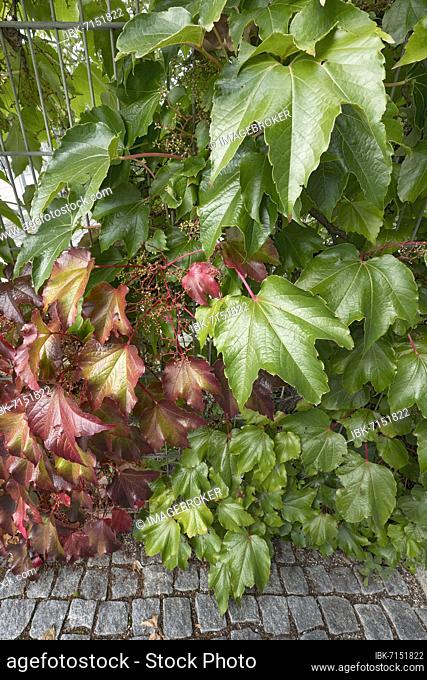 Boston ivy (Parthenocissus tricuspidata), Wild Vine, Munich, Upper Bavaria, Bavaria, Germany, Europe