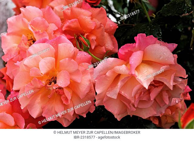Roses (Rosa), flowers with raindrops, Ringsheim, Baden-Wuerttemberg, Germany, Europe