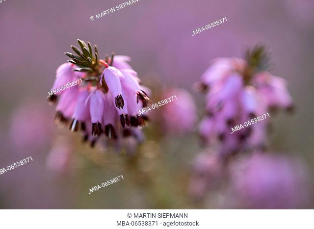 Blossoms of winter flowering heather (Erica carnea), Isar floodplains, Geretsried, Bavaria, Germany