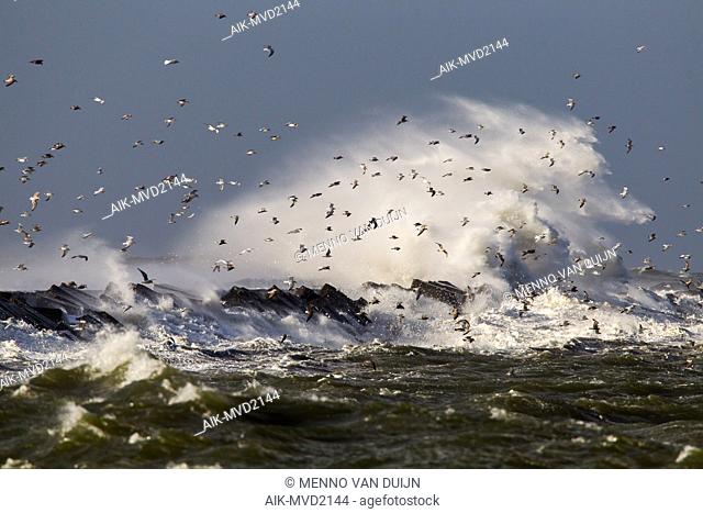 Panoramic view of the Netherlands. Big waves crashing over the pier of Ijmuiden, Netherlands during severe storm over the North Sea